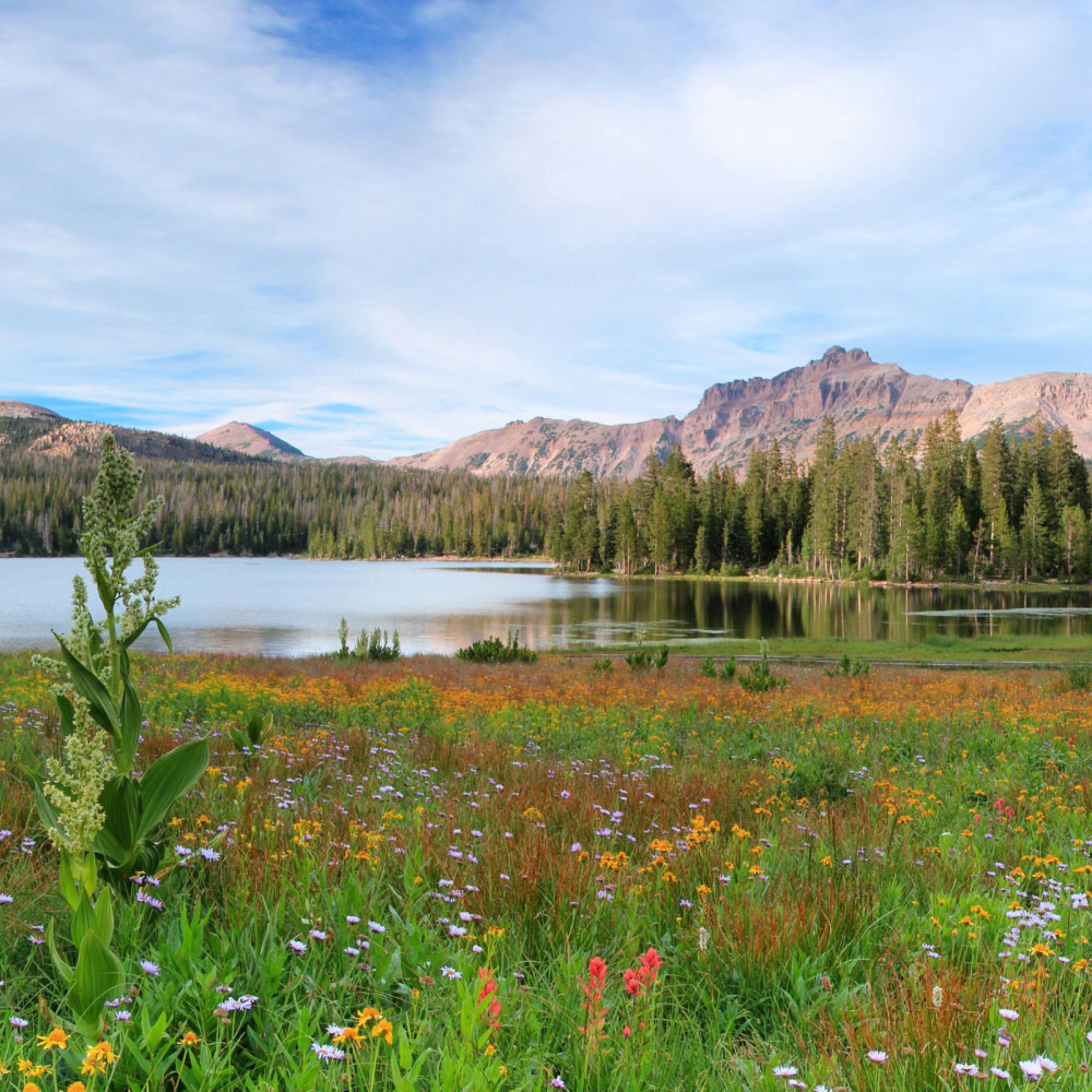 Wildflowers in the Uintah mountain range.